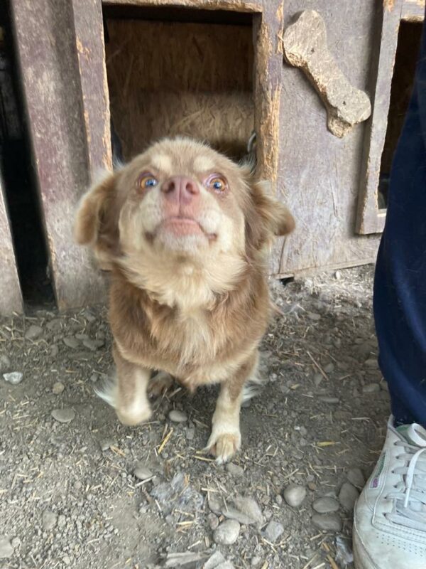 PIERCE - reserviert Tierhilfe Lebenswert DR (12.07.) - vermittelt – Bild 3