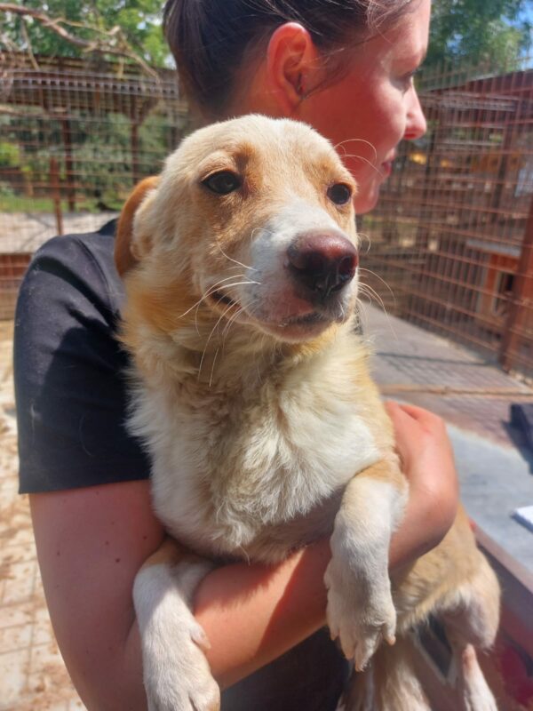 FYNN - reserviert TINO - vermittelt – Bild 5