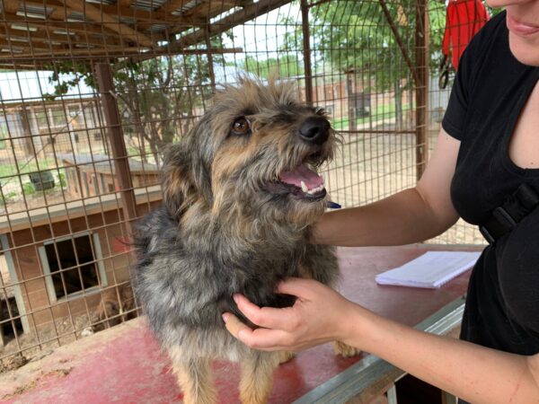 MINDI - reserviert Second Chance Dogs vermittelt – Bild 3