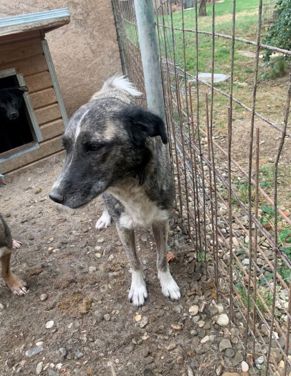 DALILAH - reserviert Tierhilfe Lebenswert DR (31.08.) - vermittelt – Bild 3