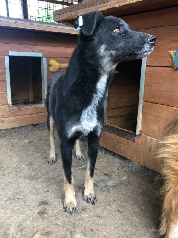 RONYA (♀) - seit 2021 im Shelter – Bild 13
