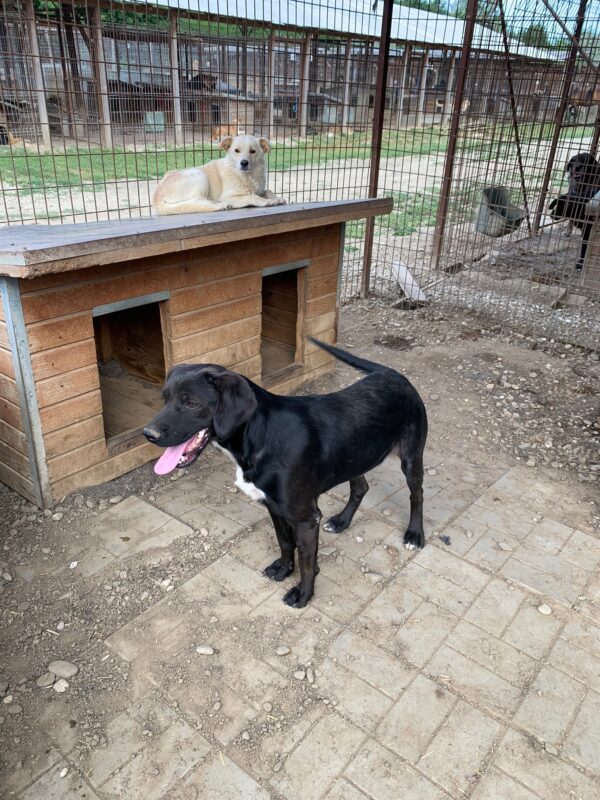 JOKO (♂) – Bild 15