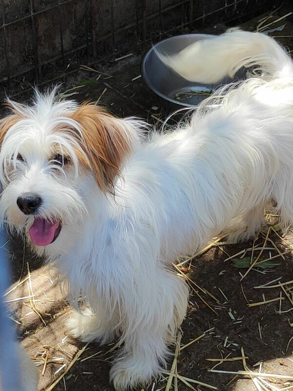 MARILOU - reserviert Second Chance Dogs vermittelt – Bild 4