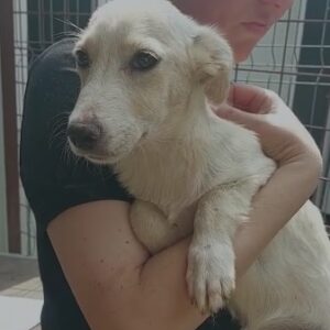 MAJA - reserviert IH DR (11.07.) - vermittelt