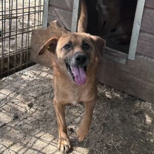 ASTAIRE - ausgereist zur Hundescheune Fläming
