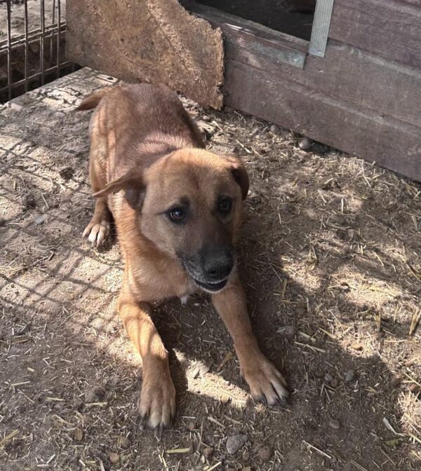 ASTAIRE - ausgereist zur Hundescheune Fläming – Bild 8