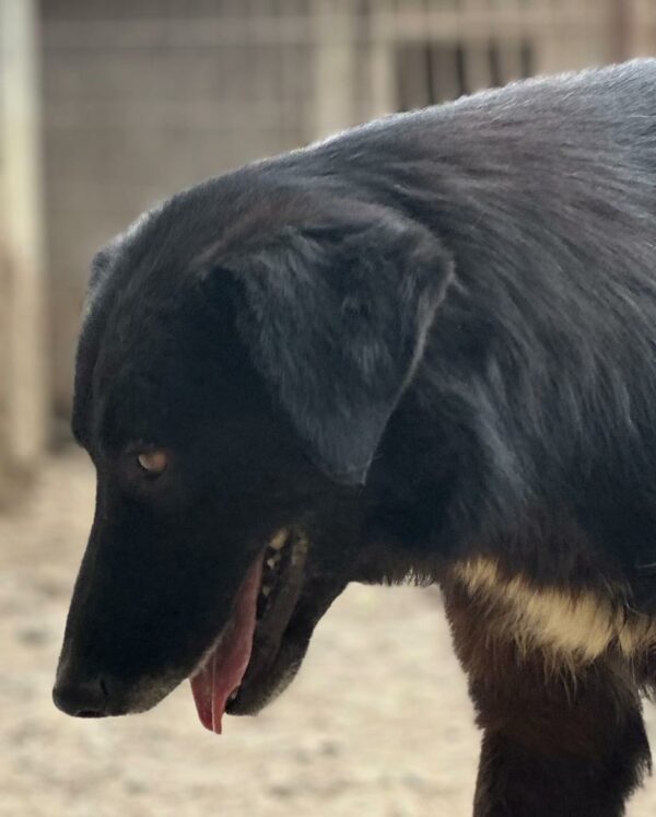 INDRA (♀) – Bild 7