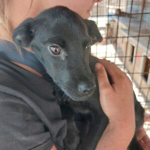 LIONNIE - sollte zeitnah ausreisen - reserviert Second Chance Dogs vermittelt