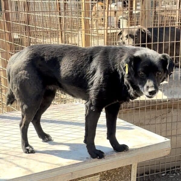 TRUDI (♀) – Bild 6