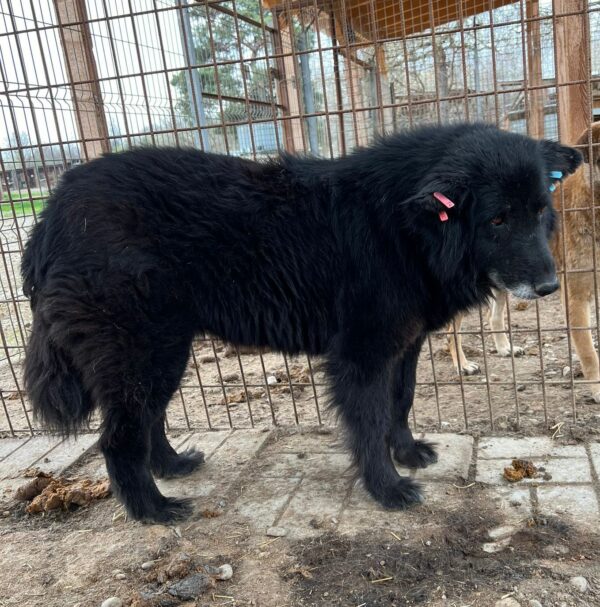 UMBRIA (♀) - resignierte Seniorin, seit 2020 im Shelter – Bild 4