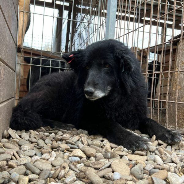 UMBRIA (♀) - resignierte Seniorin, seit 2020 im Shelter – Bild 5
