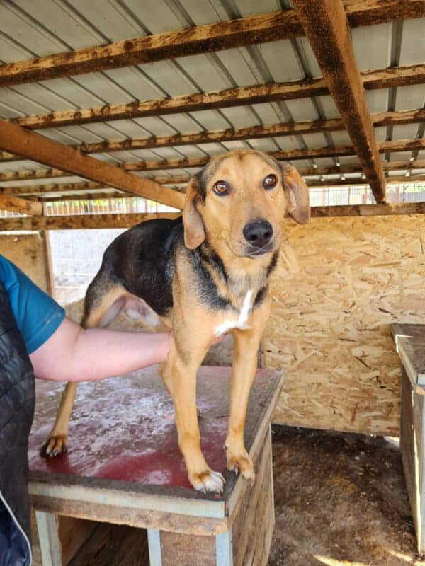 ROSSO - Mobbingopfer - reserviert Manuela - vermittelt – Bild 6