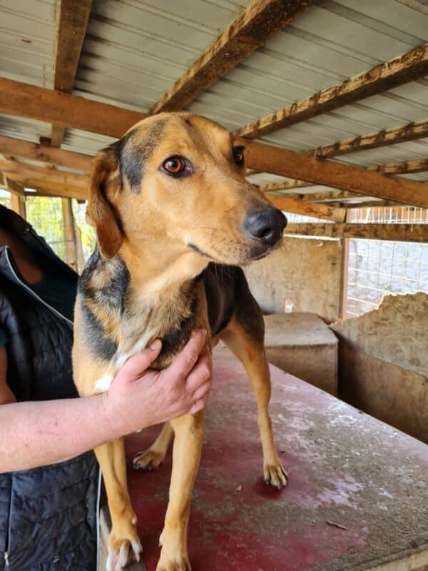 ROSSO - Mobbingopfer - reserviert Manuela - vermittelt – Bild 5