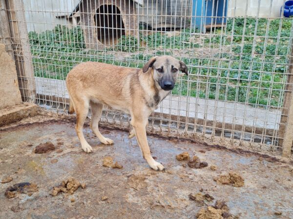 CHESTER (♂) – Bild 5