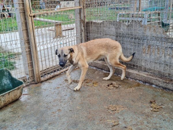 CHESTER (♂) – Bild 4