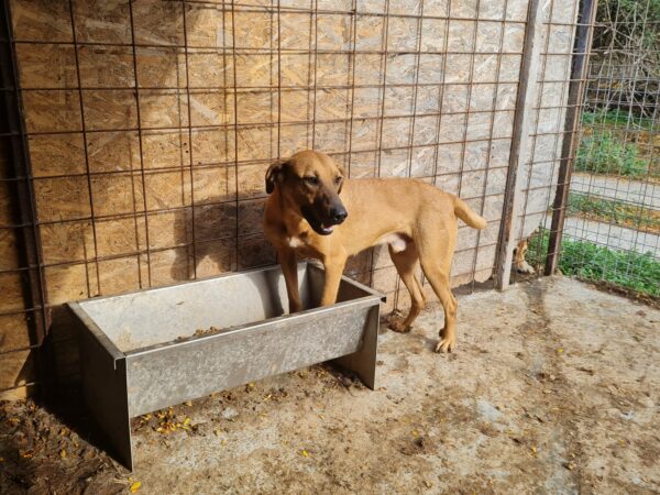 COTILLAS (♂) – Bild 12