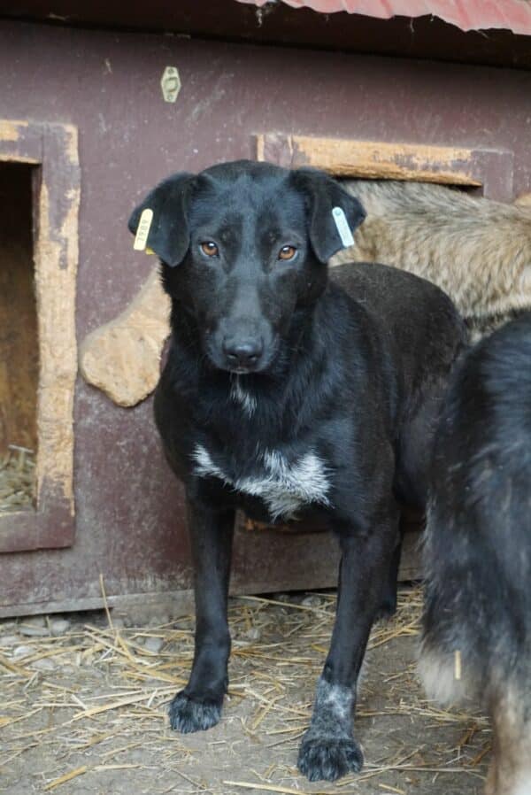 NEGRIS (♀) – Bild 9
