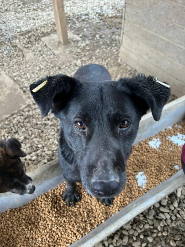 TULIP - offene Wunde am Bein, die nicht verheilt! - reserviert TH Iserlohn  - vermittelt – Bild 5