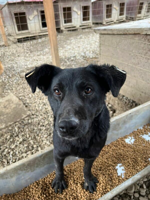 TULIP - offene Wunde am Bein, die nicht verheilt! - reserviert TH Iserlohn  - vermittelt – Bild 3