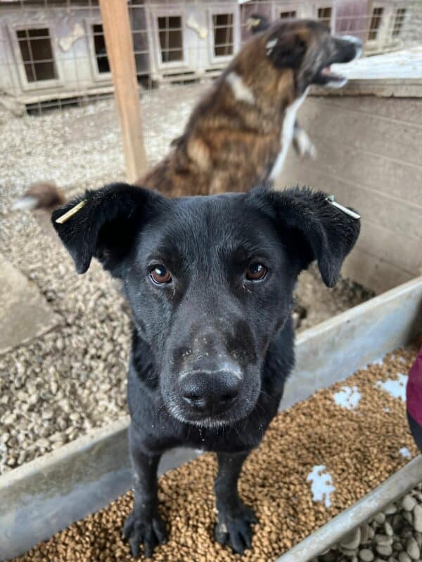 TULIP - offene Wunde am Bein, die nicht verheilt! - reserviert TH Iserlohn  - vermittelt – Bild 2