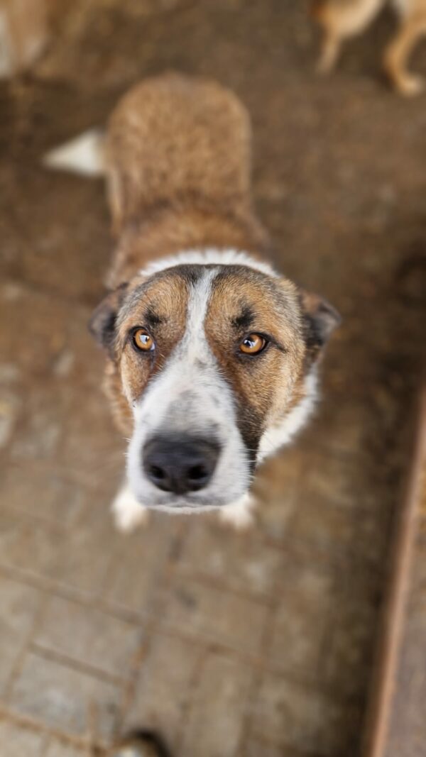 BARRY (♂) - vermittelt Betty – Bild 4