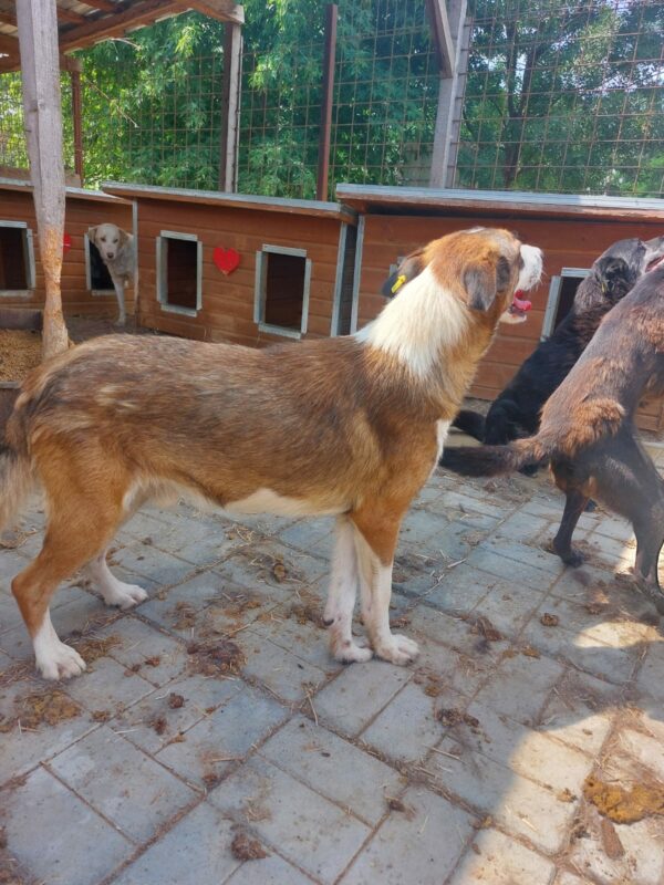 BARRY (♂) - vermittelt Betty – Bild 9