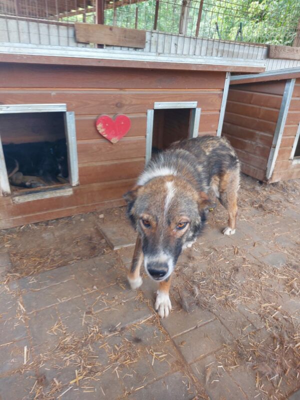 ARKI - reserviert Betty  - vermittelt – Bild 6