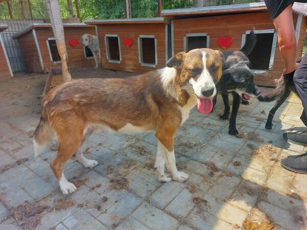 BARRY (♂) - vermittelt Betty – Bild 8