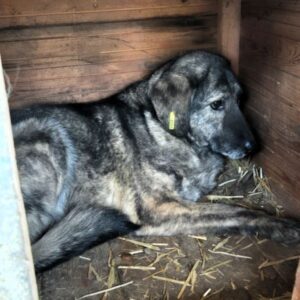 LACIE (♀) - völlig resigniert - kommt nur schlecht im Shelter zurecht - sollte zeitnah reisen!