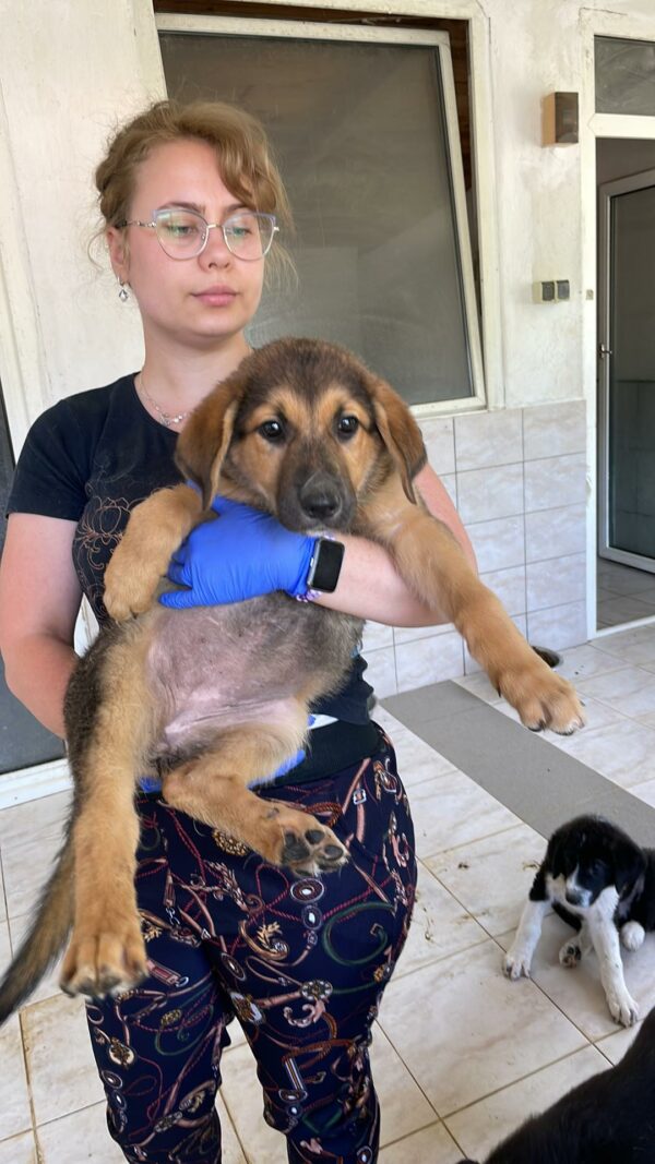 BUTTERCUP - auf Pflegestelle in PLZ 6 *vermittelt* – Bild 4