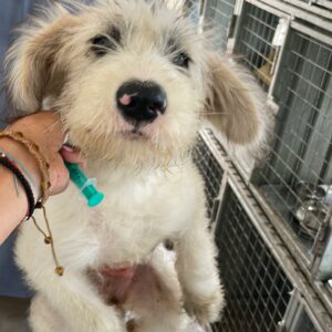GLORIA - auf Pflegestelle in PLZ 5 *vermittelt*