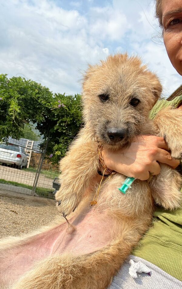 SHAGGY - Notfall: wurde schwer gebissen - ausgereist zum TH Koblenz – Bild 2