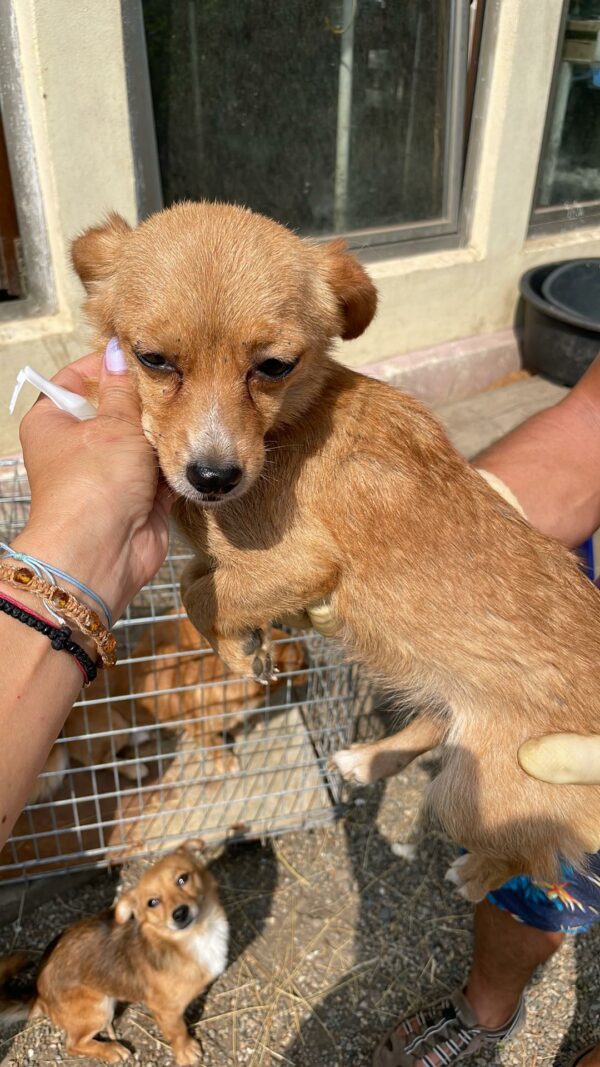 MIRABELL - reserviert Hundescheune Fläming 11.09 vermittelt