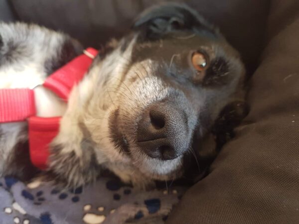 Loretta in 23715 Bosau *vermittelt* – Bild 3