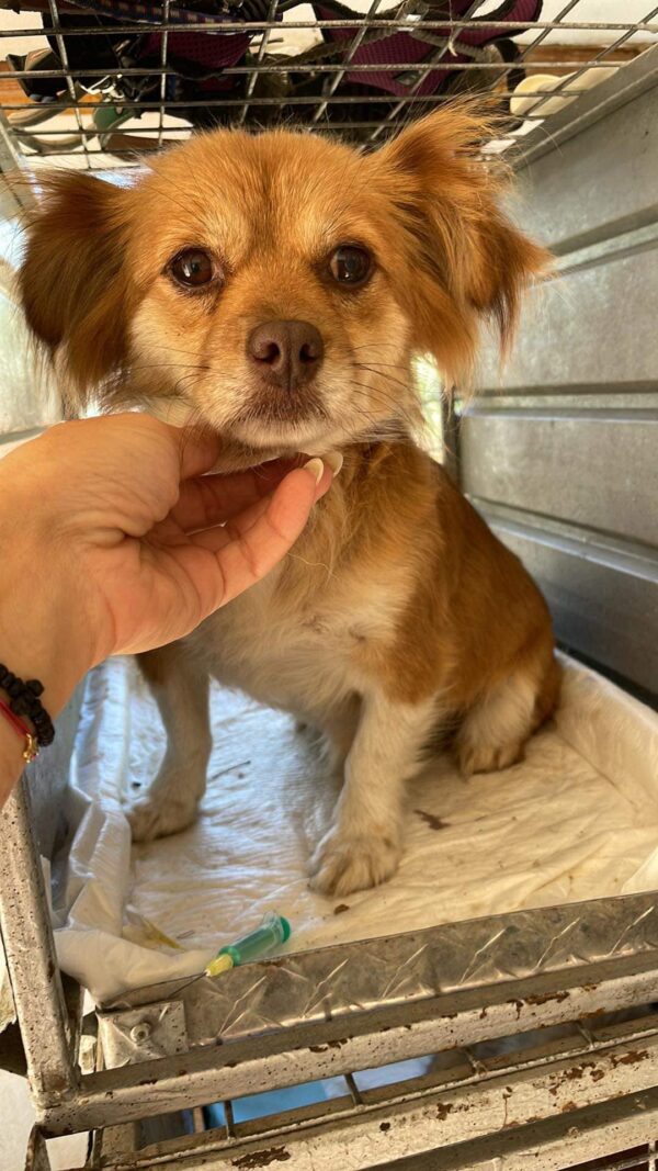 ESTRELLA - vor Ort adoptiert – Bild 2