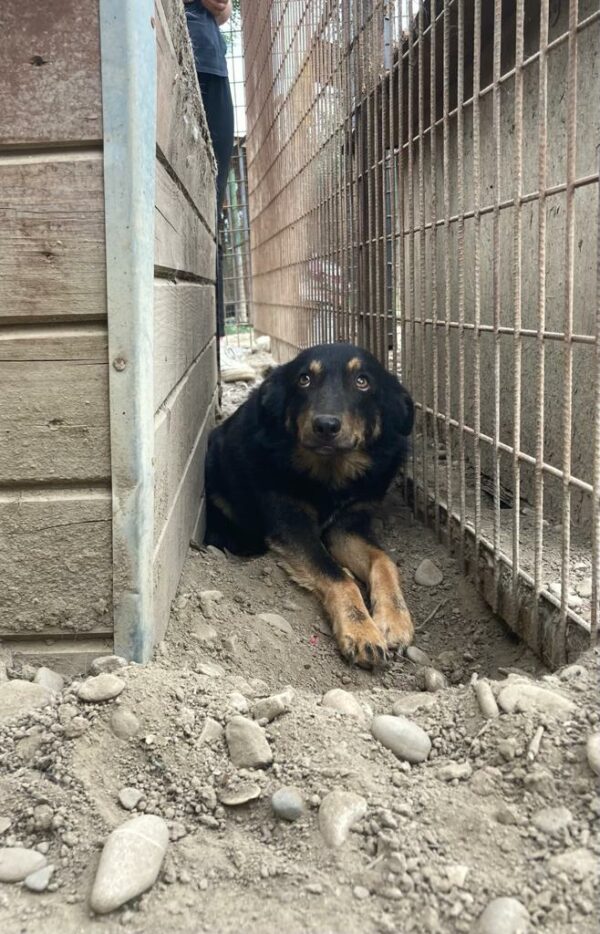 SONI (⚤) - vermisst 04/24 – Bild 2