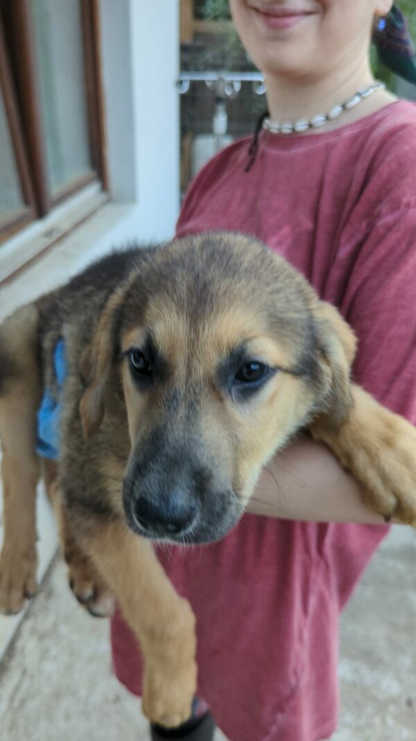 BUTTERCUP - auf Pflegestelle in PLZ 6 *vermittelt* – Bild 2