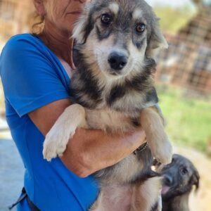 LUISA - reserviert Tierhilfe Lebenswert DR (30.08.) - vermittelt