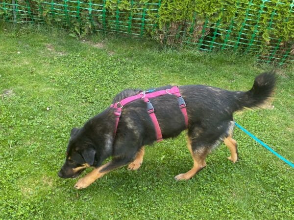 ARANJA - Gnadenplatzhund seit 04.02.2022 - RBB 06/2025 – Bild 6