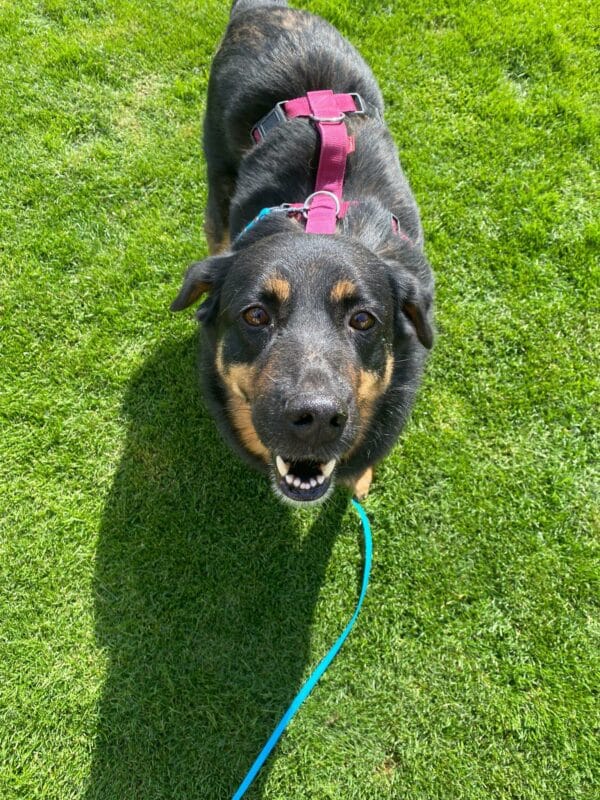 ARANJA - Gnadenplatzhund seit 04.02.2022 - RBB 06/2025 – Bild 5