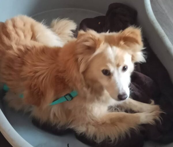 PEPPINA - Gnadenplatzhund seit Oktober 2020 – Bild 3