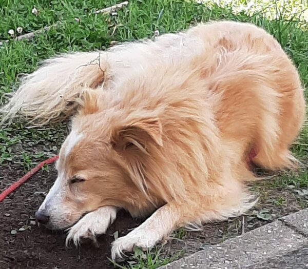 PEPPINA - Gnadenplatzhund seit Oktober 2020 – Bild 4