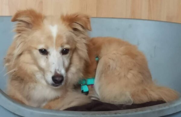PEPPINA - Gnadenplatzhund seit Oktober 2020 – Bild 2