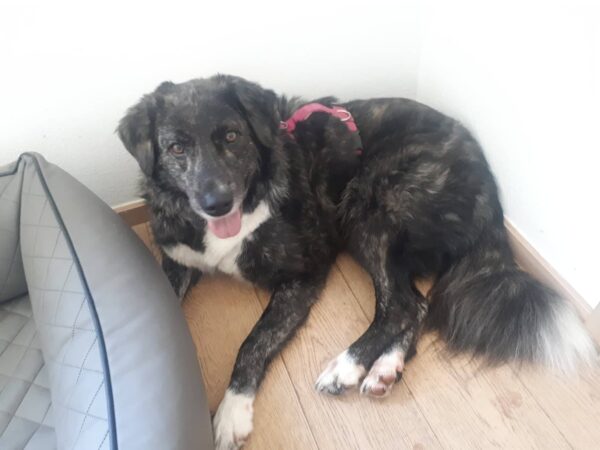 ANAKIN- Gnadenplatzhund seit dem 31.08.2021 – Bild 4
