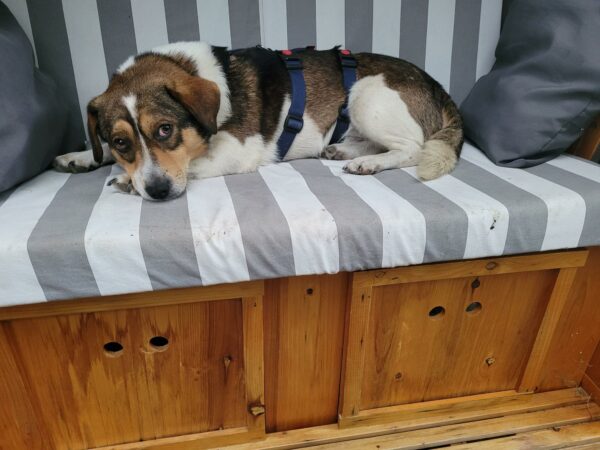 Tauno in 29342 Wienhausen *vermittelt* – Bild 8