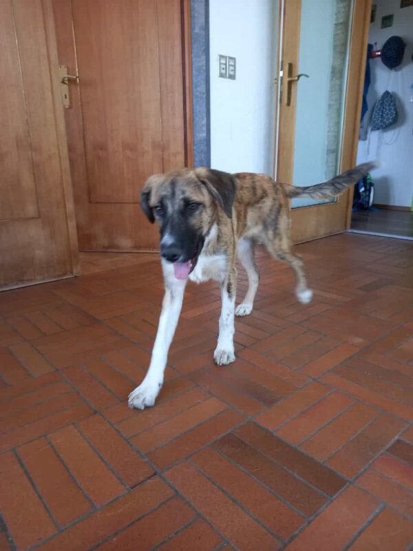 Konrad in 79736 Rickenbach *vermittelt* – Bild 7