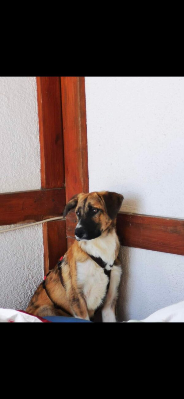 Konrad in 79736 Rickenbach *vermittelt* – Bild 9