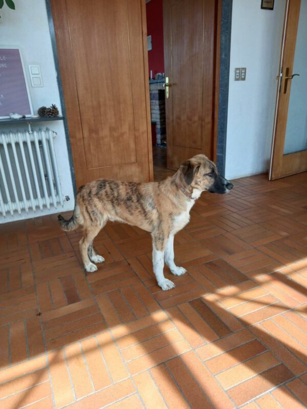 Konrad in 79736 Rickenbach *vermittelt* – Bild 5