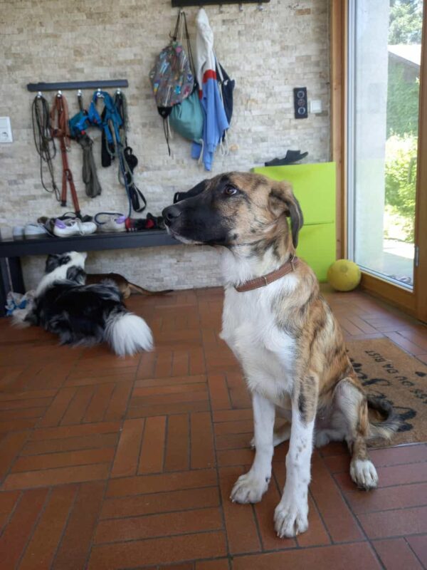 Konrad in 79736 Rickenbach *vermittelt* – Bild 6