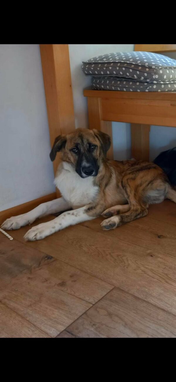 Konrad in 79736 Rickenbach *vermittelt* – Bild 8
